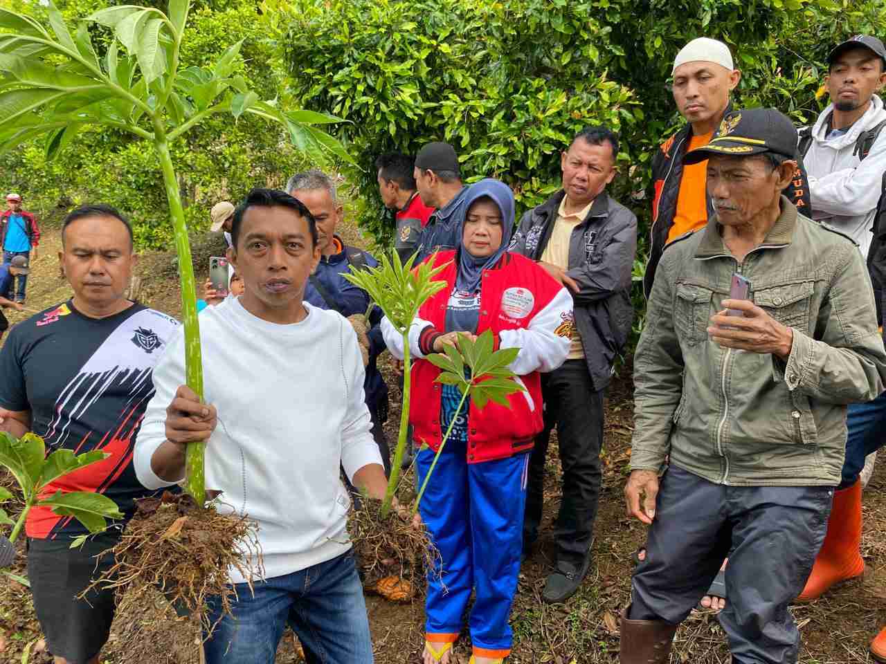 Bupati-Wabup Sidrap Tanam Perdana Porang di Bukit Punjabu