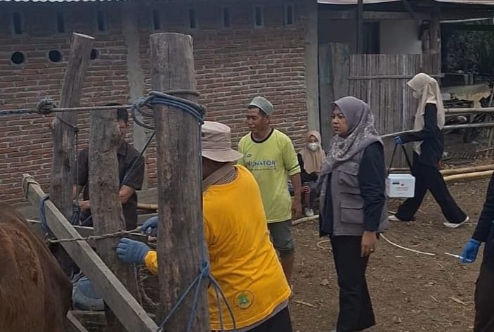 Sidrap Tuntaskan Vaksinasi PMK 10 Ribu Dosis, Tercepat di Sulsel