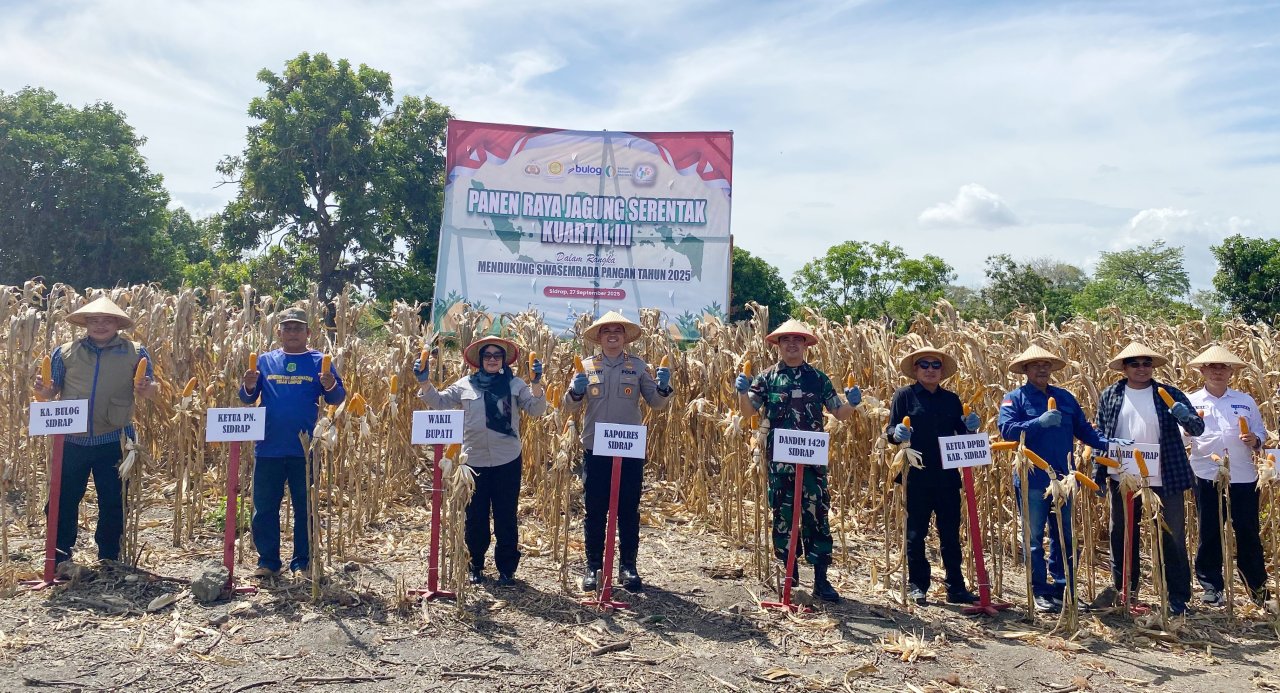 Sidrap Teguhkan Ketahanan Pangan Nasional lewat Panen Raya Jagung Kuartal III