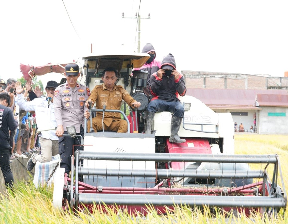 Panen Raya di Bila Riase, Bupati Sidrap Dorong Modernisasi Pertanian Demi Peningkatan Produksi dan Kesejahteraan Petani
