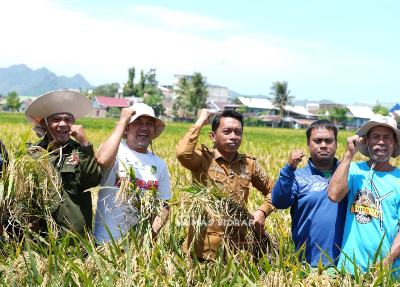 Puasa Tak Surutkan Semangat Panen Raya di Lautang Benteng, Hasil Capai 9 10 Ton per Hektare