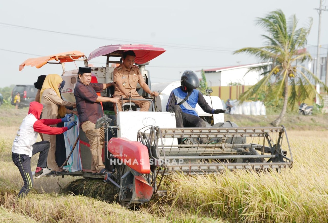 Panen Padi di Salobukkang, Bupati Sidrap Fokus Peningkatan Pendapatan Petani