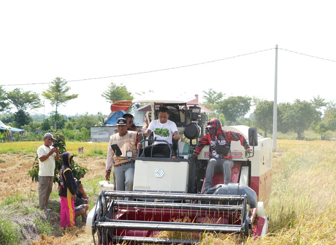 Bupati Panen di Sawah Tadah Hujan Talumae, Segini Hasilnya