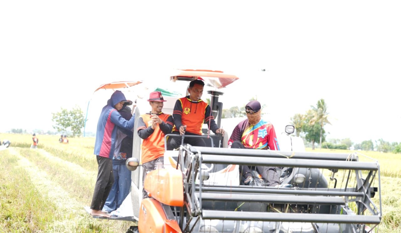 Bupati Panen Padi di Bulo, Produksi Naik Pendapatan Petani Meningkat