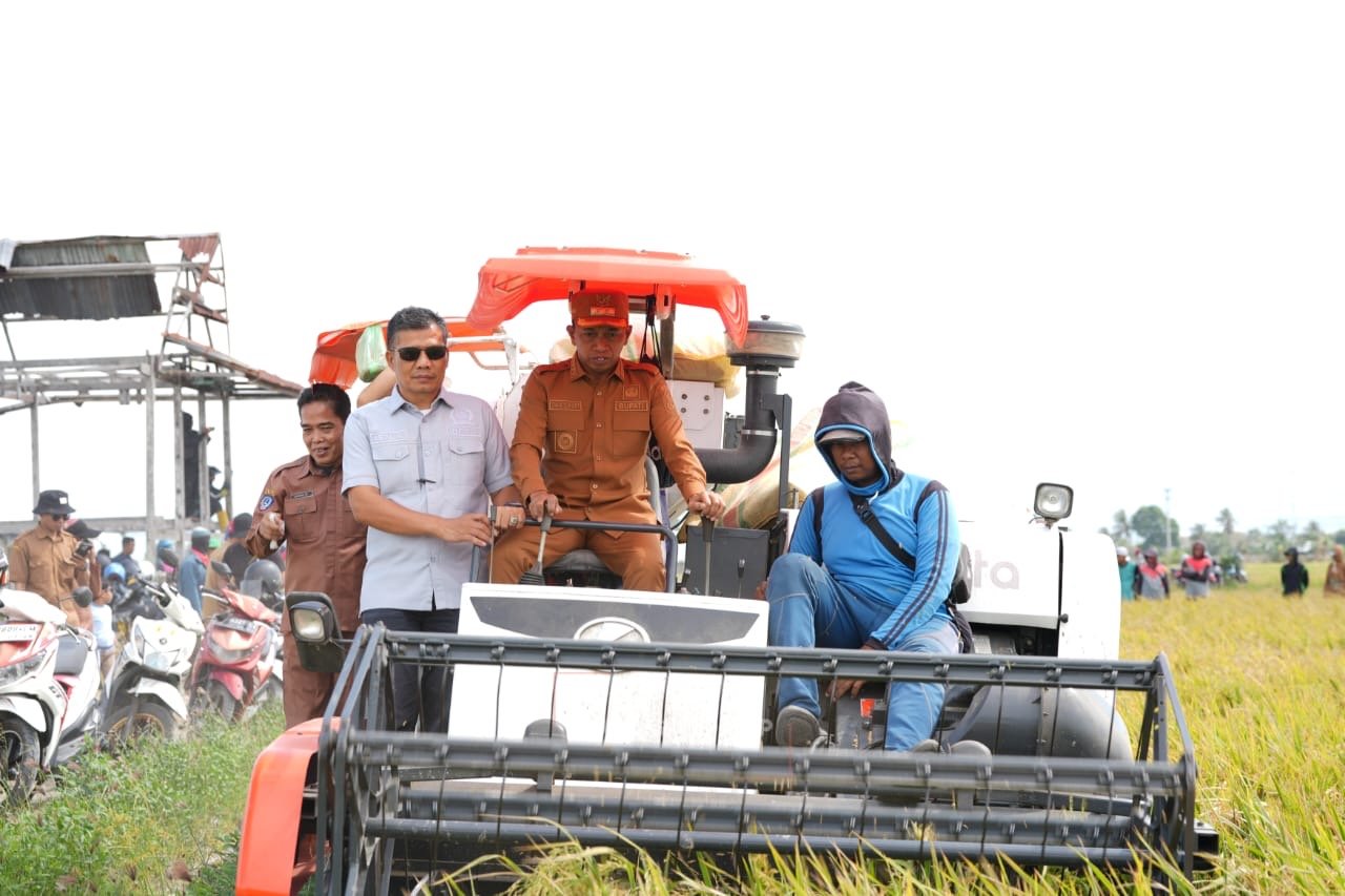 Panen di Wala, Bupati Sidrap Semangati Petani Kejar Target 10 Ton