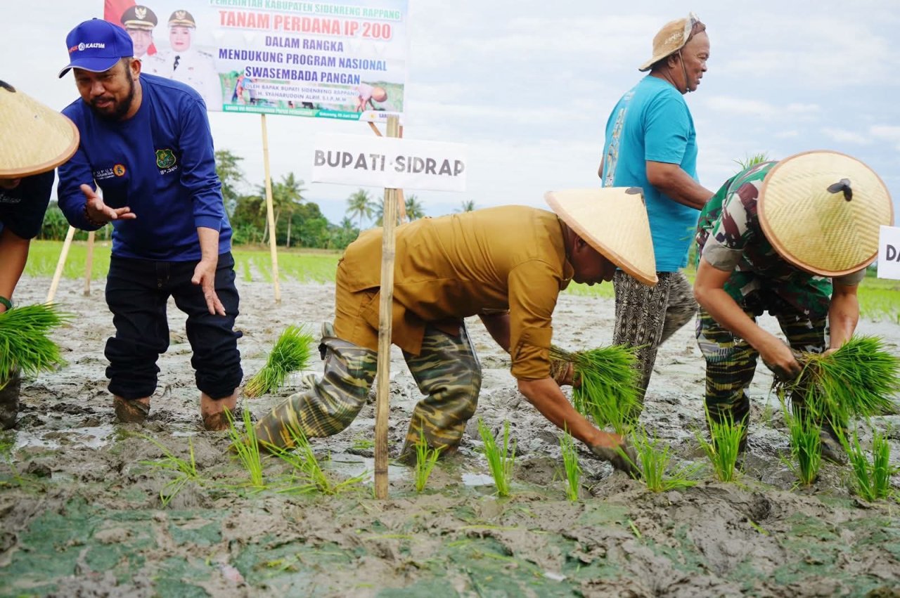 IP 300 Sidrap Bikin Petani Sejahtera, Mesin Uang Baru dari Sawah