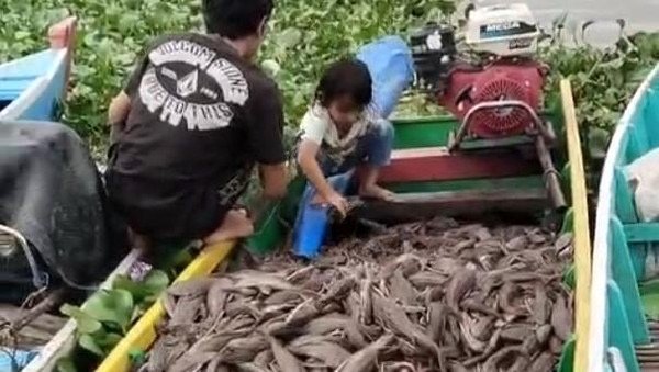 Ikan Sapu-sapu Dibasmi di Jakarta Malah Dikonsumsi-Jadi Pakan Ternak di Sidrap
