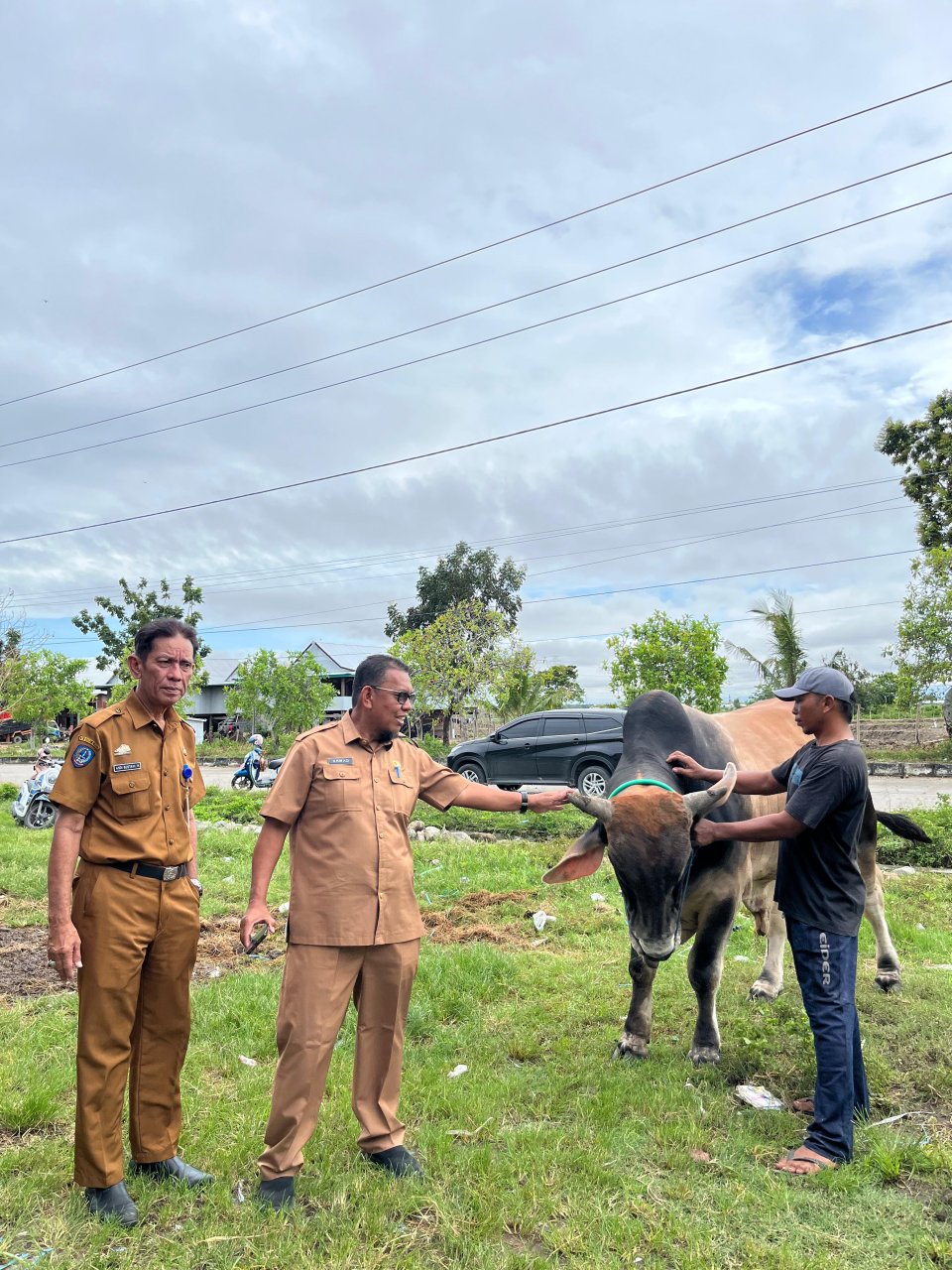 Sapi Inseminasi Buatan Milik Peternak Sidrap Diusulkan untuk Kurban Presiden