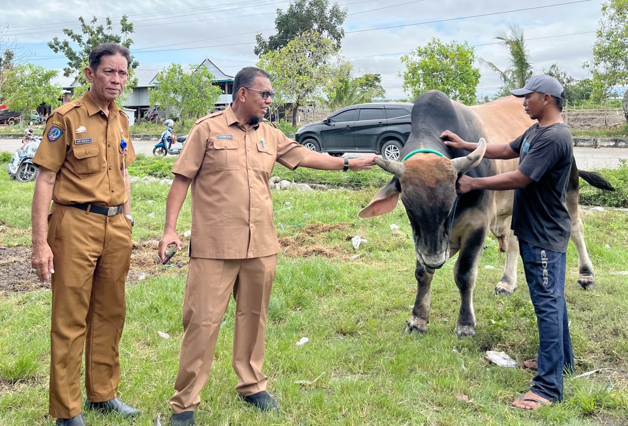 Sapi Inseminasi Buatan Milik Peternak Sidrap Diusulkan untuk Kurban Presiden