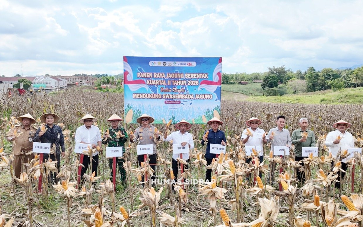 Panen Raya Serentak bersama Presiden, Sidrap Siap Amankan Stok Jagung