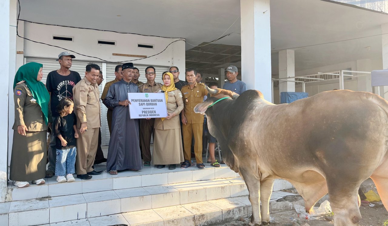 Wabup Sidrap Nurkanaah Serahkan Bantuan Sapi Kurban Presiden Seberat 910 Kilogram untuk Warga