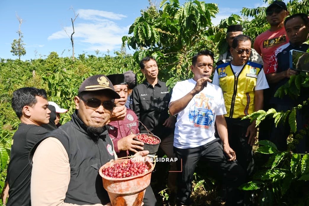 Panen Kopi Robusta di Pegunungan Tana Toro, Bupati Syaharuddin Ungkap Potensi Pengembangan