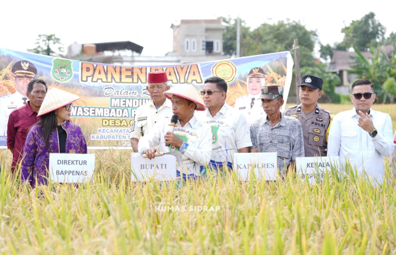 Sidrap Etalase Kemajuan Pertanian, Bupati Syaharuddin dan Direktur Bappenas Panen Pakai Mesin Modern