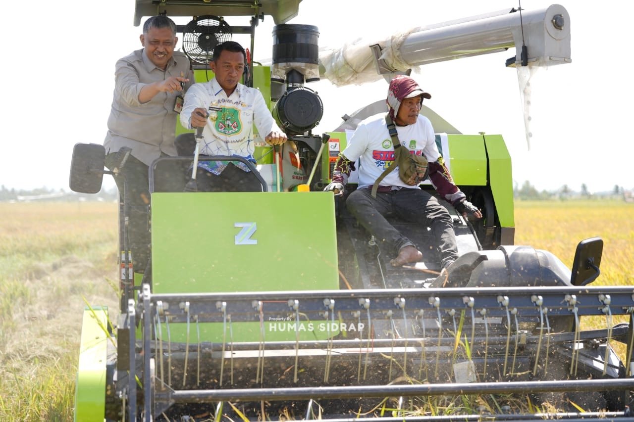 Panen PM-AAS Sidrap Lampaui Target, Produktivitas Capai 11 Ton per Hektare