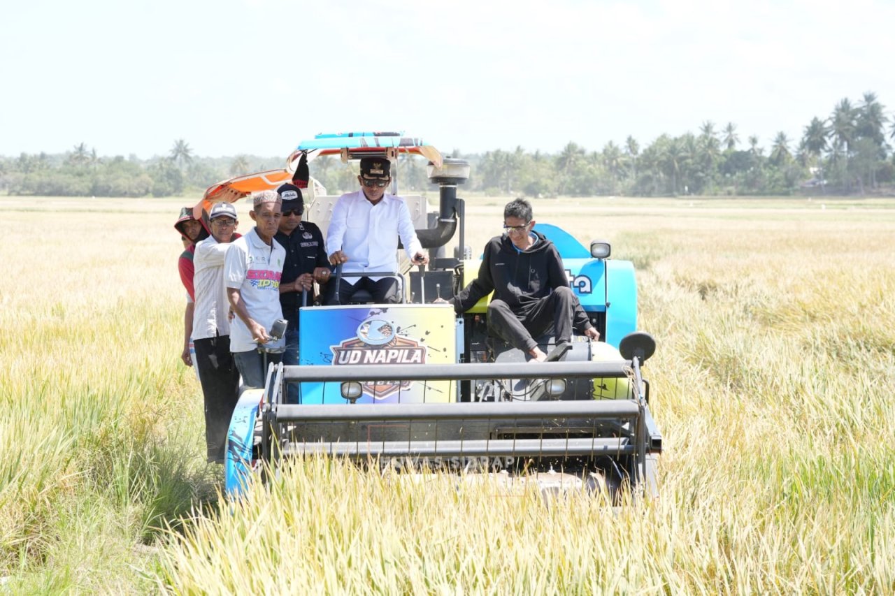 Panen Raya di Desa Botto, Bupati Sidrap Terus Dorong IP300 dan Modernisasi Pertanian Pitu Riase