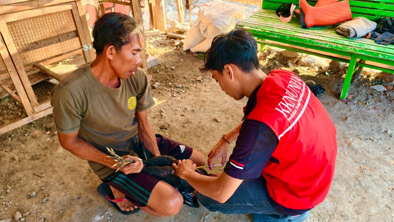 Dari Vitamin hingga Disinfektan, Mahasiswa KKN Unhas Bantu Peternak Ayam Lakukan Pencegahan Penyakit