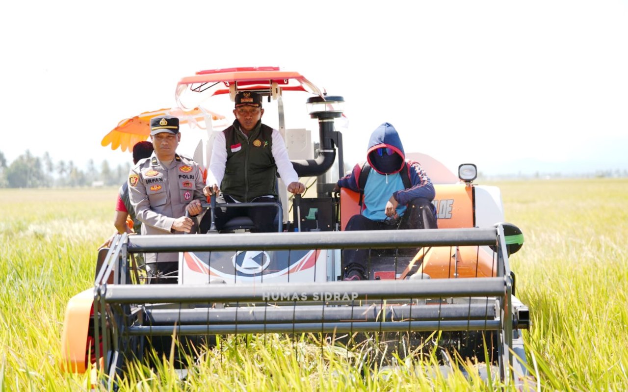 Bupati Syaharuddin Panen Raya di Sumpang Mango, Produktivitas Capai 10,7 Ton per Hektare