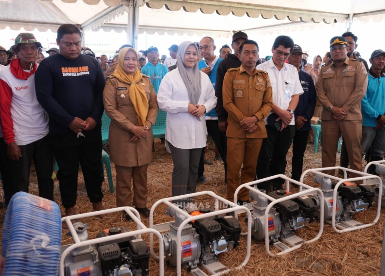Panen di Tengah Kemarau, Listrik Masuk Sawah Bantu Petani Sidrap Jaga Produktivitas