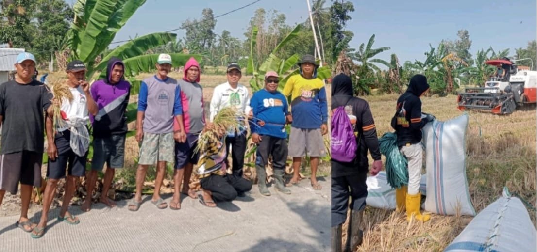 Di Tengah Kemarau, Petani di Kelurahan Kadidi Tetap Bisa Panen Berkat Program Listrik Masuk Sawah