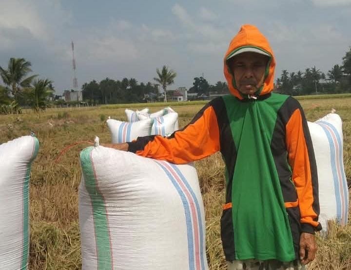 Melirik Jejak Muhammad Yunus, Petani Sidrap yang Panen Saat Kemarau Menguji