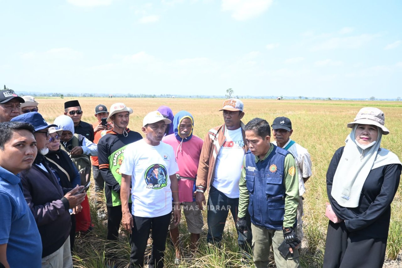 Bupati Syaharuddin Alrif Turun Menyusuri Sawah Tiga Kecamatan, Ikhtiar Jaga Produktivitas di Tengah El Nino
