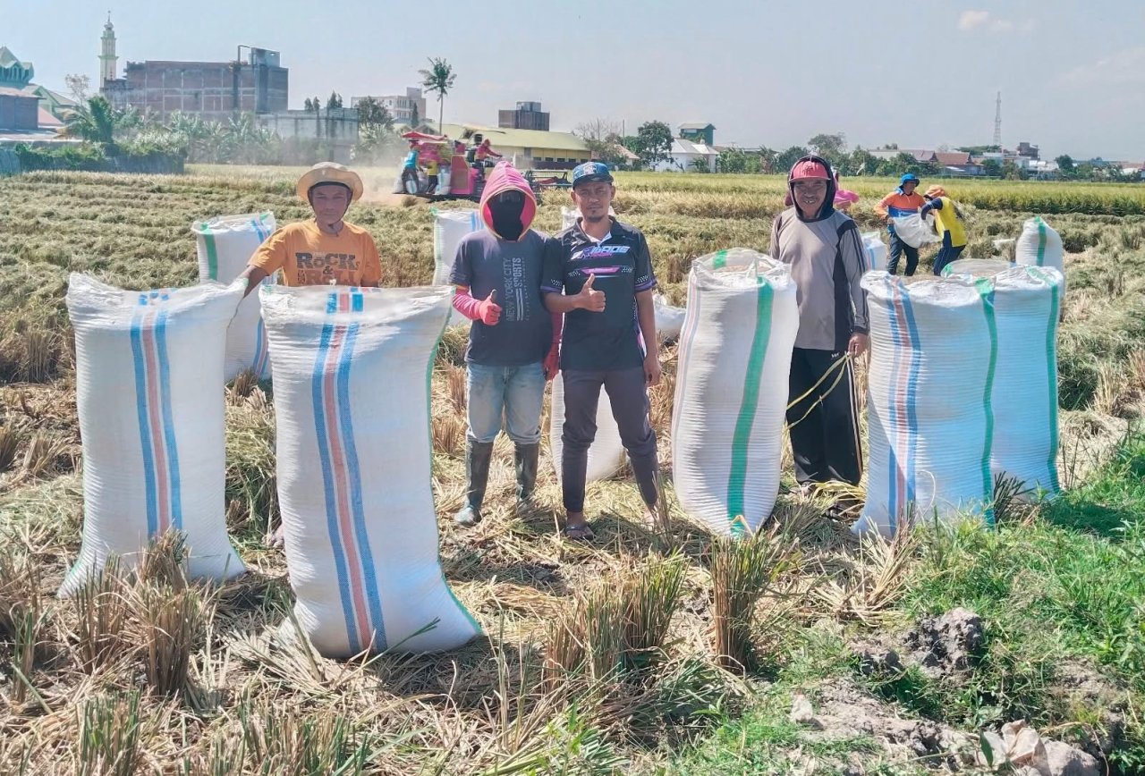 Menanam di Lahan PM AAS, Pemuda Sereang Panen 18,7 Ton Gabah