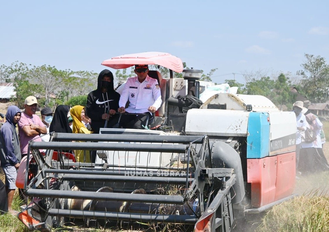 Panen di Tengah Kemarau El Nino, Bupati Sidrap Puji Keuletan Petani