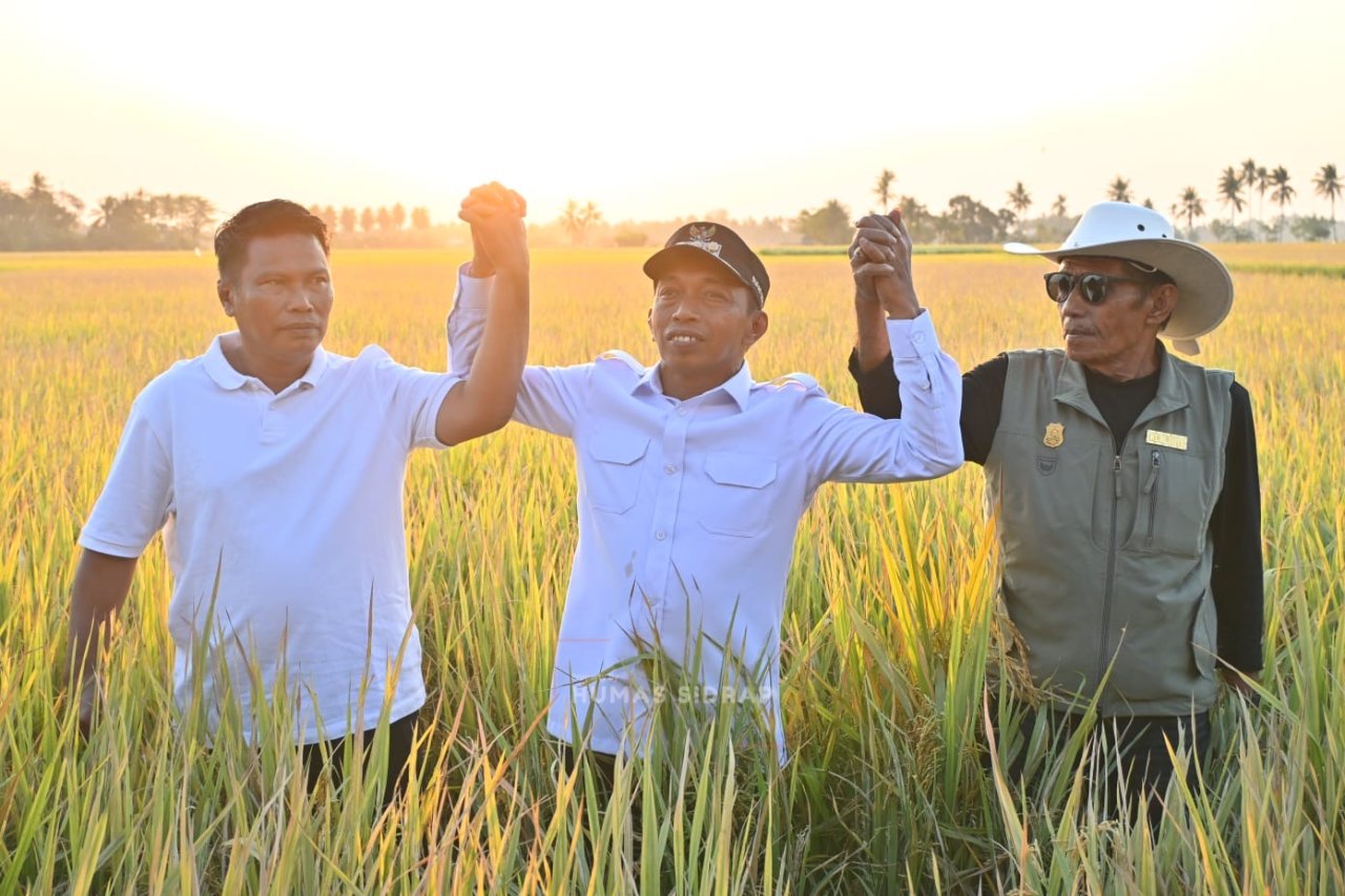 Dampingi Petani Bola Bulu Panen Padi, Bupati Syaharuddin Perkuat Optimisme Pertanian Sidrap