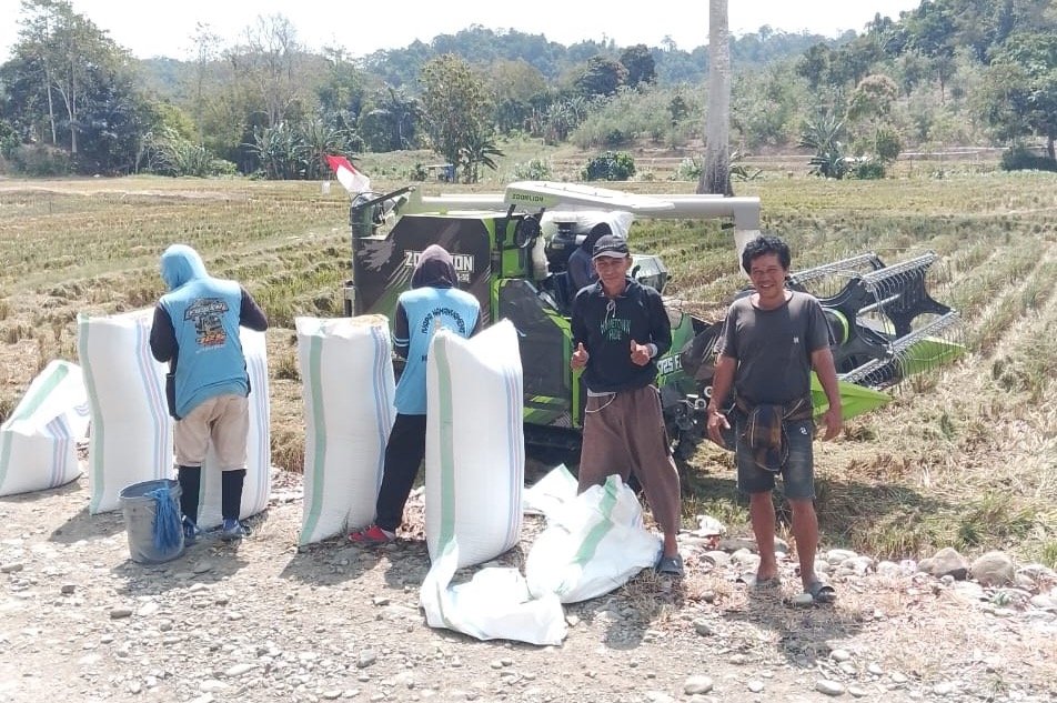 Panen di Tengah Kemarau, Petani Betao Hasilkan 5,25 Ton Gabah