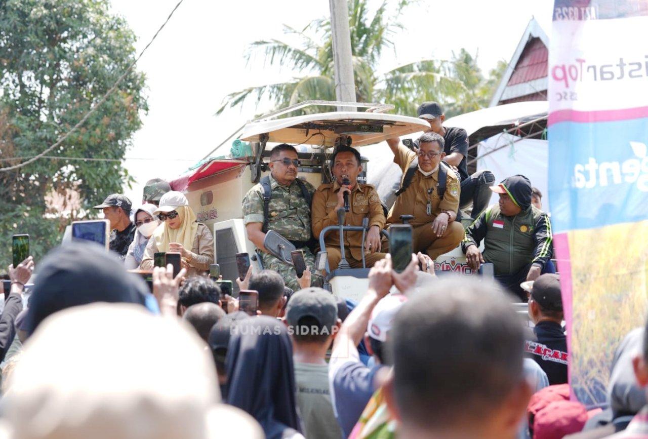 Sidrap Jaga Ketahanan Pangan, Panen Padaloang Alau Tembus 11,6 Ton Gabah per Hektare