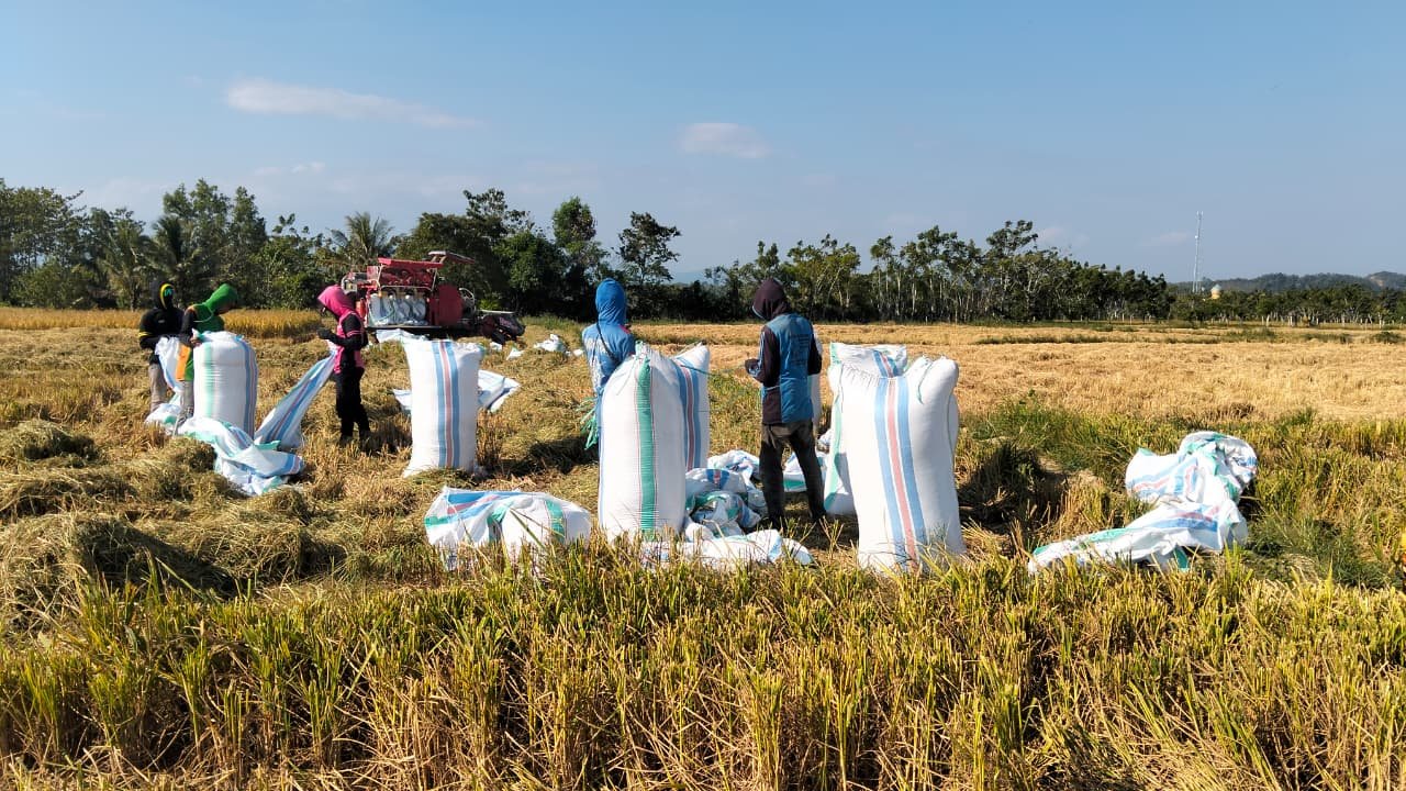 Kemarau Panjang Tak Hentikan Petani Lagading, Rp21 Miliar Lebih Berhasil Diraup