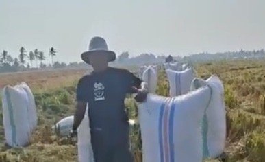 Sawah Nyaris Puso Sukses Hasilkan Rp166 Juta Lebih, Petani: Terima Kasih Pak Bupati!